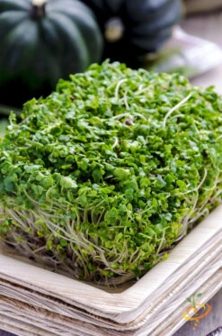 All-in-One Sprouts/Microgreens Seed Bank W/Sprouting Jar 18 All-in-One Sprouts/Microgreens Seed Bank W/Sprouting Jar -Speed now 700xshutterstock 163423289 1024x1024 27439182 b946 4644 979f 10512c878338