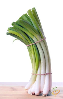 Onion - Evergreen (Bunching) 17 Onion - Evergreen (Bunching) -Speed now 700xshutterstock 164390381