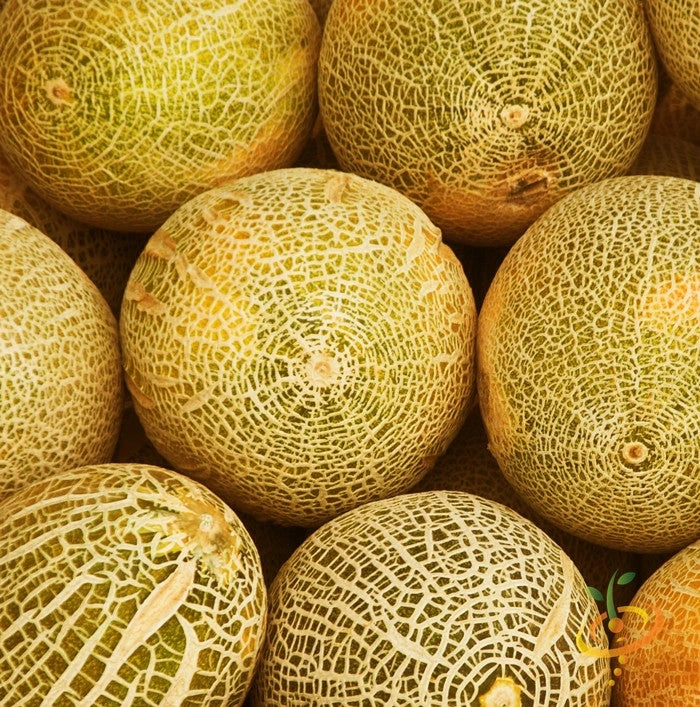 Melon (Cantaloupe) - Planters Jumbo 4 Melon (Cantaloupe) - Planters Jumbo - Image 2