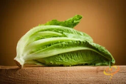 Lettuce - Romaine, Classic "Paris Island Cos" 15 Lettuce - Romaine, Classic "Paris Island Cos" -Speed now 700xshutterstock 167199317