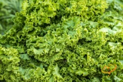 Mustard - Old Fashion 17 Mustard - Old Fashion -Speed now 700xshutterstock 168859199