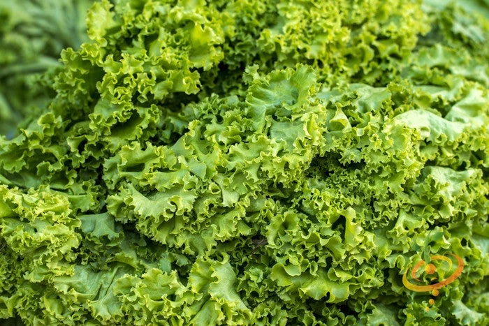 Mustard - Old Fashion 8 Mustard - Old Fashion - Image 6