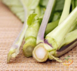 Mustard - Old Fashion 14 Mustard - Old Fashion -Speed now 700xshutterstock 169863491