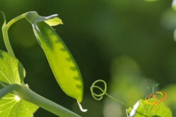 Pea - Oregon Sugar Pod 17 Pea - Oregon Sugar Pod -Speed now 700xshutterstock 170131418