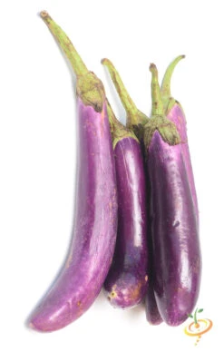 Eggplant - Long Ping Tung -Speed now 700xshutterstock 171179360