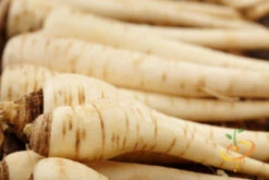 Parsnip - Harris Model -Speed now 700xshutterstock 173458088