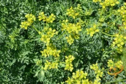 Rue -Speed now 700xshutterstock 173501609