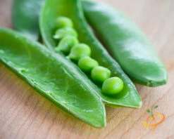 Pea (Snap) - Sugar Ann -Speed now 700xshutterstock 174336365