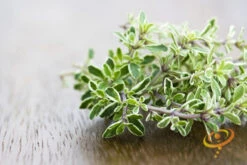 Thyme -Speed now 700xshutterstock 176059049