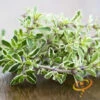 Thyme 1 Thyme -Speed now 700xshutterstock 176059049 700x c5236ee0 66d6 40e0 aa1c f8cc75aaffae
