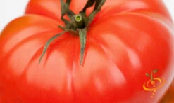 Tomato - Homestead (Determinate) -Speed now 700xshutterstock 176596037