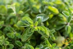 Oregano - Greek -Speed now 700xshutterstock 176843360