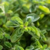 Oregano - Greek 2 Oregano - Greek -Speed now 700xshutterstock 176843360 700x 20220407 b2df 4c70 8626 3c7a09e17afa