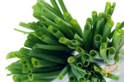 Onion - Tokyo Long White (Bunching), Scallion -Speed now 700xshutterstock 178225271