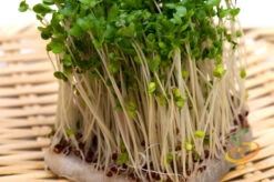 All-in-One Sprouts/Microgreens Seed Bank W/Sprouting Jar 16 All-in-One Sprouts/Microgreens Seed Bank W/Sprouting Jar -Speed now 700xshutterstock 179113934 1024x1024 1307eb4b 4ab2 4074 9317 0010240b3708