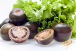 Tomato - Cherry, Black (Indeterminate) -Speed now 700xshutterstock 179690687