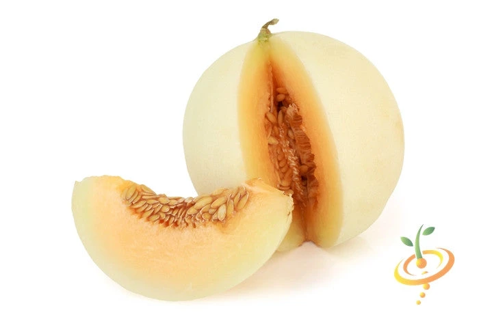 Melon (Honeydew)- Orange Flesh 6 Melon (Honeydew)- Orange Flesh - Image 4