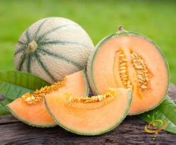 Melon (Cantaloupe) - Hales Best Jumbo -Speed now 700xshutterstock 180926468
