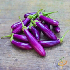 Eggplant - Long Ping Tung
