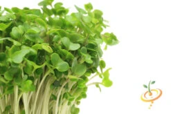 All-in-One Sprouts/Microgreens Seed Bank W/Sprouting Jar 17 All-in-One Sprouts/Microgreens Seed Bank W/Sprouting Jar -Speed now 700xshutterstock 182946020 1024x1024 36edd18e 6c33 4d0b bce7 f29dfc012cbd