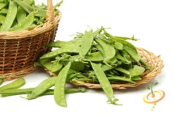 Pea (Snow) - Oregon Giant 22 Pea (Snow) - Oregon Giant -Speed now 700xshutterstock 184795547