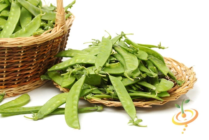 Pea (Snow) - Oregon Giant 9 Pea (Snow) - Oregon Giant - Image 7