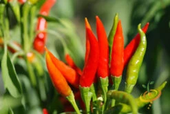 Pepper (Hot) - Tabasco 🔥🔥🔥 11 Pepper (Hot) - Tabasco 🔥🔥🔥 -Speed now 700xshutterstock 18519553