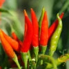 Pepper (Hot) - Tabasco 🔥🔥🔥 1 Pepper (Hot) - Tabasco 🔥🔥🔥 -Speed now 700xshutterstock 18519553 700x d4ca8fe7 c59a 4277 a07f 7cf72da247a5