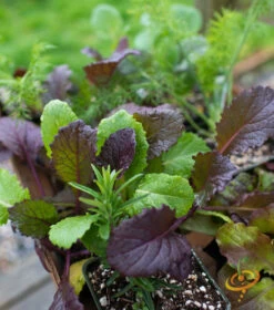 Mustard - Giant Red 13 Mustard - Giant Red -Speed now 700xshutterstock 185344793