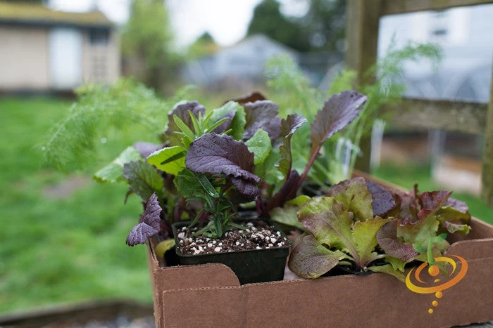 Mustard - Giant Red 4 Mustard - Giant Red - Image 2