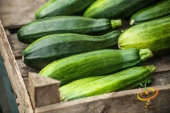 Squash (Summer) - Black Beauty Zucchini 14 Squash (Summer) - Black Beauty Zucchini -Speed now 700xshutterstock 185684954