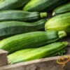 Squash (Summer) - Black Beauty Zucchini 2 Squash (Summer) - Black Beauty Zucchini -Speed now 700xshutterstock 185684954 700x 5b54b21d 6693 4913 8c83 010ee716d164