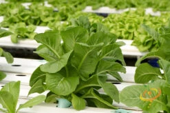 Lettuce - Romaine, Dark Green 15 Lettuce - Romaine, Dark Green -Speed now 700xshutterstock 186339809