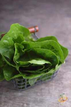 Lettuce - Romaine, Dark Green 16 Lettuce - Romaine, Dark Green -Speed now 700xshutterstock 186839468