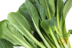 Mustard - Tendergreen 16 Mustard - Tendergreen -Speed now 700xshutterstock 187318109