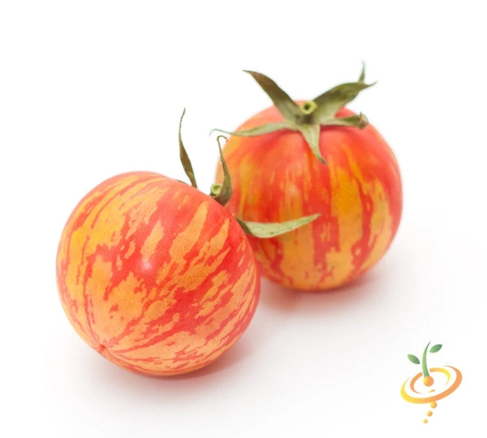Tomato - Mr. Stripey (Indeterminate) 4 Tomato - Mr. Stripey (Indeterminate) - Image 2