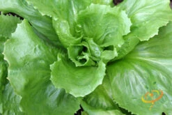 Endive - Broadleaf, Classic -Speed now 700xshutterstock 190032815