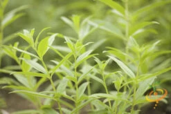 Mint - Lemon 16 Mint - Lemon -Speed now 700xshutterstock 190331849