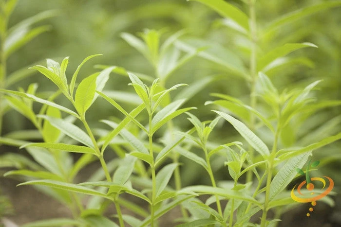 Mint - Lemon 8 Mint - Lemon - Image 6