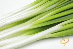 Onion - Tokyo Long White (Bunching), Scallion -Speed now 700xshutterstock 190506119