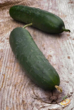 Cucumber - Straight 8 14 Cucumber - Straight 8 -Speed now 700xshutterstock 193645424