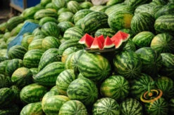 Watermelon - Crimson Sweet -Speed now 700xshutterstock 194824517