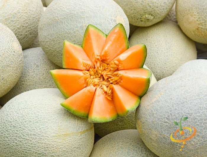 Melon (Cantaloupe) - Planters Jumbo 7 Melon (Cantaloupe) - Planters Jumbo - Image 5