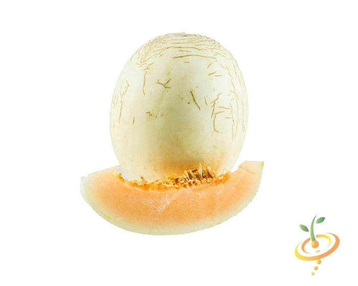 Melon (Honeydew)- Orange Flesh 8 Melon (Honeydew)- Orange Flesh - Image 6