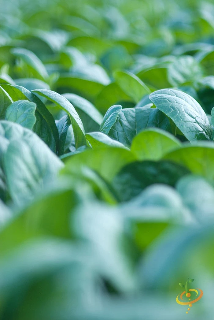 Mustard - Tendergreen 4 Mustard - Tendergreen - Image 2