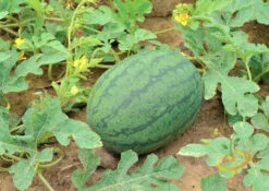 Watermelon - All Sweet -Speed now 700xshutterstock 198920789