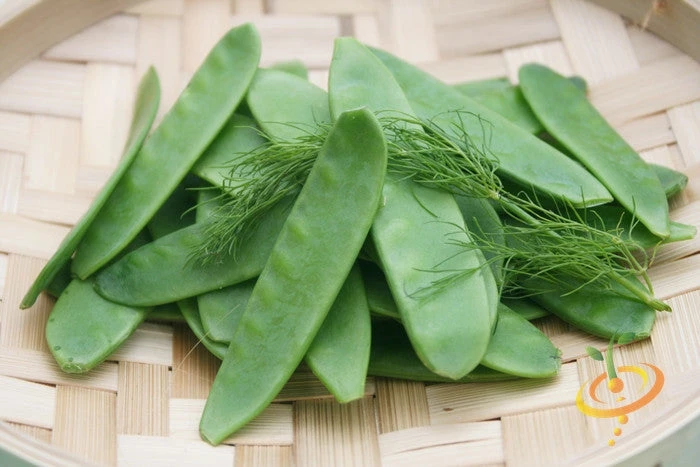 Pea (Snow) - Oregon Giant 6 Pea (Snow) - Oregon Giant - Image 4