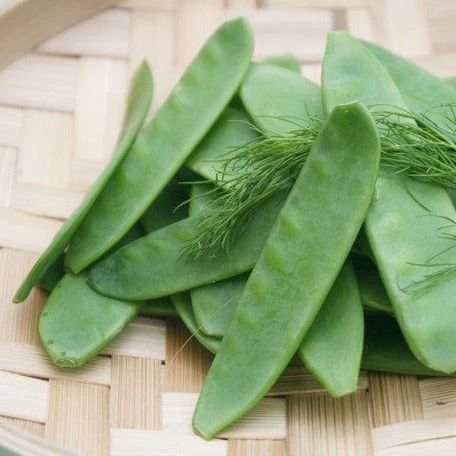 Pea (Snow) - Mammoth Melting Sugar 3 Pea (Snow) - Mammoth Melting Sugar