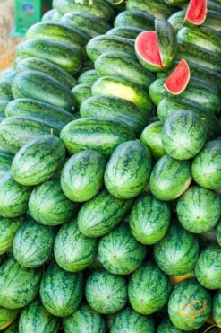 Watermelon - All Sweet -Speed now 700xshutterstock 199479032