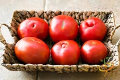Tomato - Homestead (Determinate) -Speed now 700xshutterstock 201577163